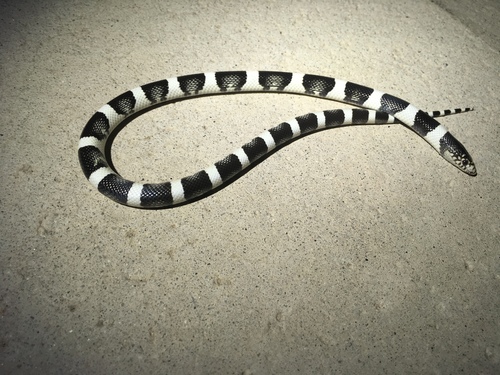 iNaturalist observation photo of Long-nosed Snake