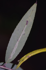 Phyllocnistis valentinensis