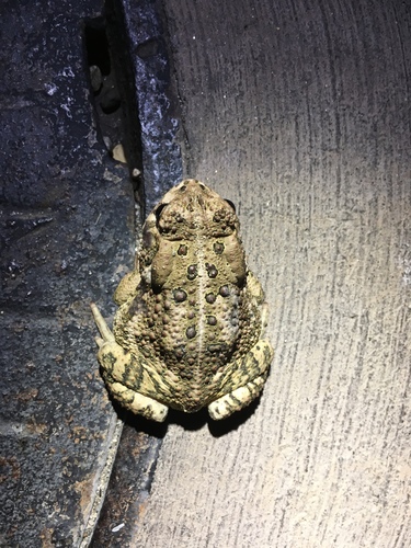 iNaturalist observation photo of Woodhouse's Toad
