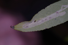 Phyllocnistis valentinensis