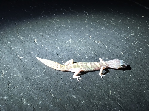 iNaturalist observation photo of Western Banded Gecko