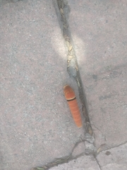 Papilio multicaudata