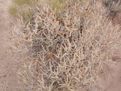 Xylorhiza