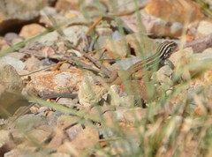 Aspidoscelis scalaris