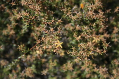 Wahlenbergia nodosa