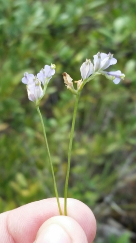 Image of Burmannia biflora by (c) Jay Horn, some rights reserved (CC BY)