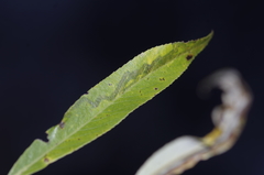 Phyllocnistis valentinensis