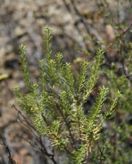 Selago eckloniana