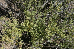 Roepera lichtensteiniana