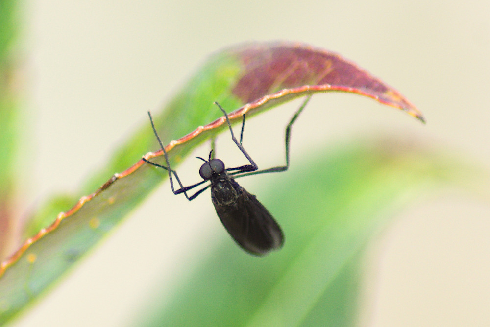Penthetriinae