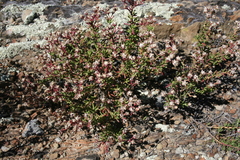 Mesembryanthemum longistylum