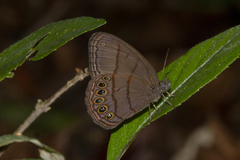 Splendeuptychia mima