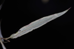 Phyllocnistis valentinensis