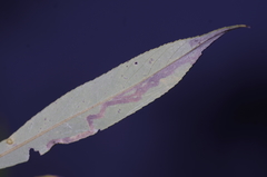 Phyllocnistis valentinensis