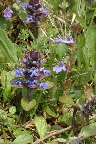 Ajuga reptans