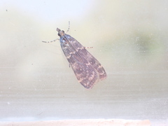 Eudonia philerga