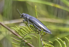 Cyrioides australis