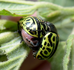 Calligrapha mexicana