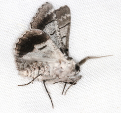 Hypobapta diffundens