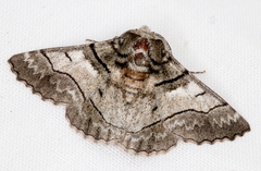 Hypobapta diffundens