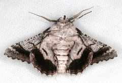 Hypobapta diffundens