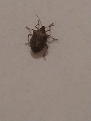 Halyomorpha halys