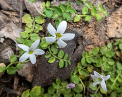 Lobelia pedunculata