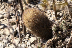 Echinomastus durangensis