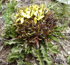 Soroseris hookeriana erysimoides