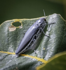 Cyrioides australis