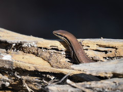 Marisora aquilonaria
