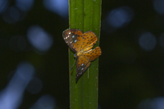 Echenais thelephus