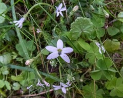 Lobelia pedunculata