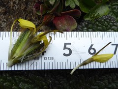 Soroseris hookeriana erysimoides