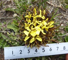Soroseris hookeriana erysimoides