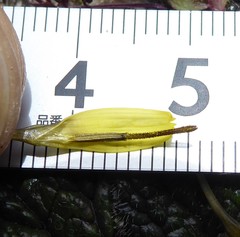 Soroseris hookeriana erysimoides