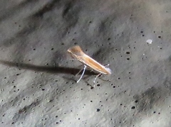 Cameraria conglomeratella