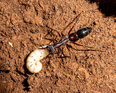 Myrmecia forficata