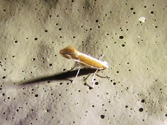 Cameraria conglomeratella