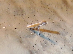 Cameraria conglomeratella