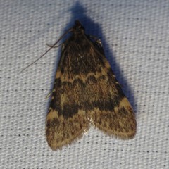 Aglossa cacamica
