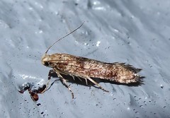 Anisoplaca acrodactyla