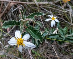 Olearia erubescens