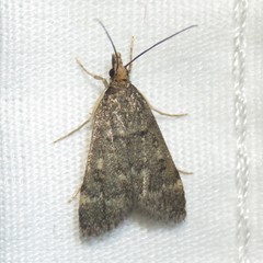Loxostegopsis xanthocrypta