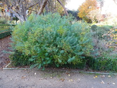 Euphorbia ceratocarpa