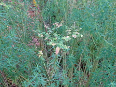 Euphorbia ceratocarpa