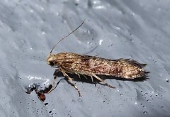 Anisoplaca acrodactyla