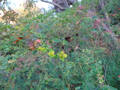Euphorbia ceratocarpa
