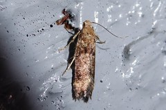 Anisoplaca acrodactyla