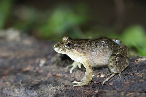 Colombian Frog, Leptodactylus colombiensis